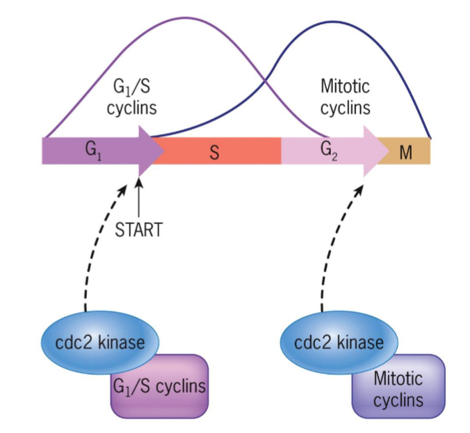 <ul><li><p>MPF-like, studied in yeast Ts mutants</p></li><li><p>products of cdc2 (fission yeast) and cdc28 (budding yeast) genes responsible for passage through G1 (START) and G2 control points</p></li><li><p>START – cell committed to DNA replication (G1/ S cyclins)</p></li><li><p>G2/M transition (Mitotic cyclins)</p></li></ul><p></p>