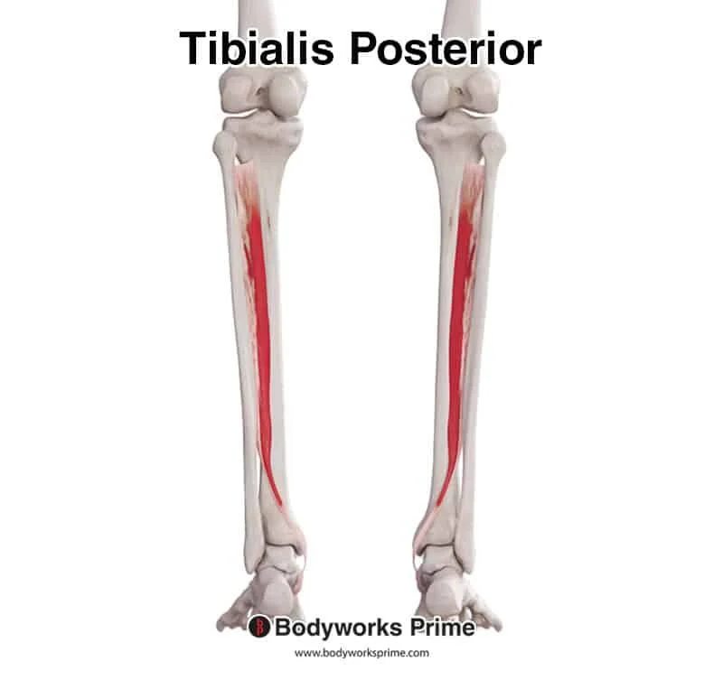 <p>A muscle that plantar flexes and inverts the foot, located deep at the back of the lower leg.</p>