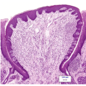 <p>identify the structure in this image </p>
