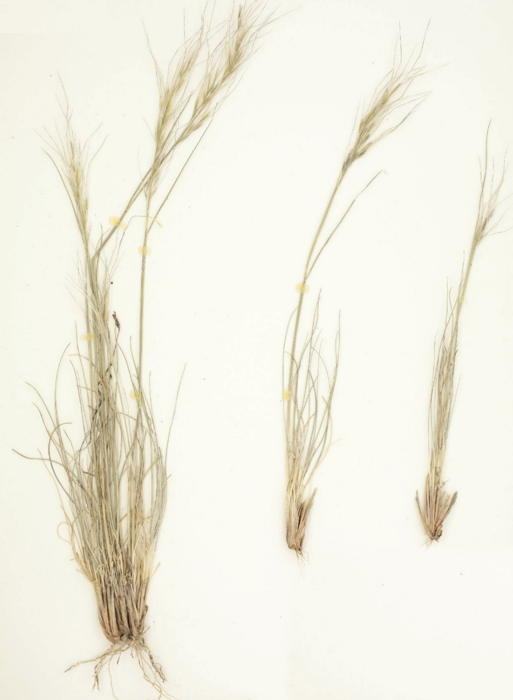 <p>What is this plant’s scientific name?</p>