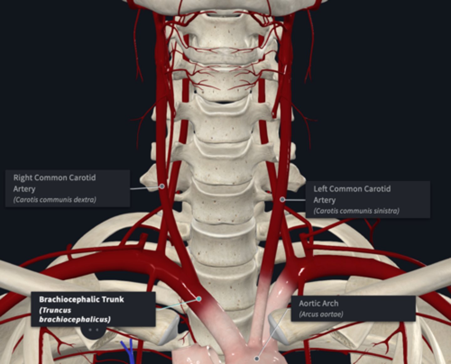 <p>What is the origin of the common carotid artery? (R&L)</p>