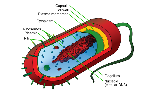 <p><span style="font-family: Avenir, sans-serif">Prokaryote</span></p>