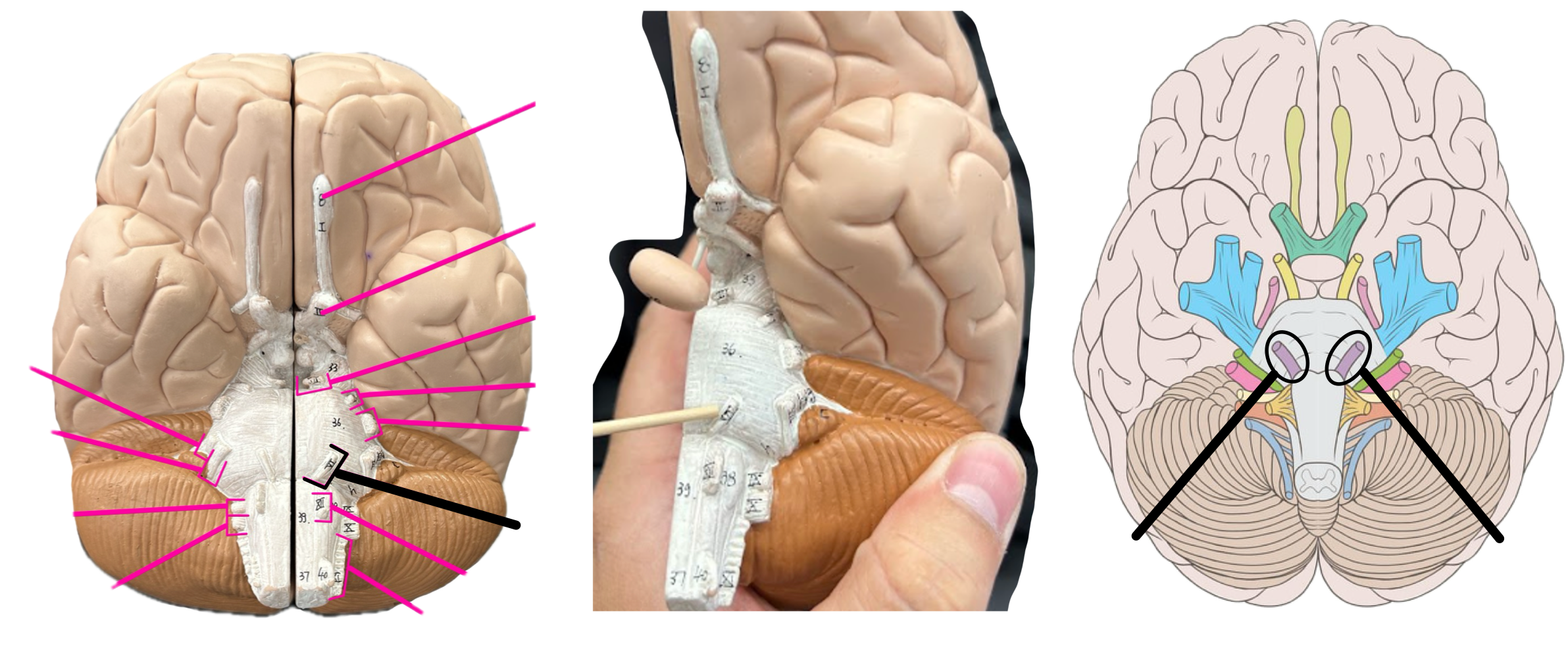 knowt flashcard image