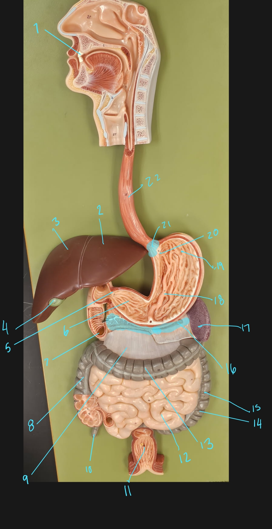 term image