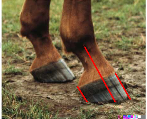 <p>well balanced foot = even distribution of forces throughout the foot</p><p>distortion usually caused by uneven loading of pressure from above, many hoof imbalances are caused by poor leg conformation</p><p>examination: static hoof balance, static dorsopalmer hoof balance (angle of line through pastern axis should be 55-58 degrees), mediolateral hoof balance (vertical axis through centre of MCIII should bisect hoof in two equal halves), coronary band symmetry, solar views (trimmed frog, length of foot should be approximate width) DYNAMIC hoof balance (foot landing and weight bearing)</p>