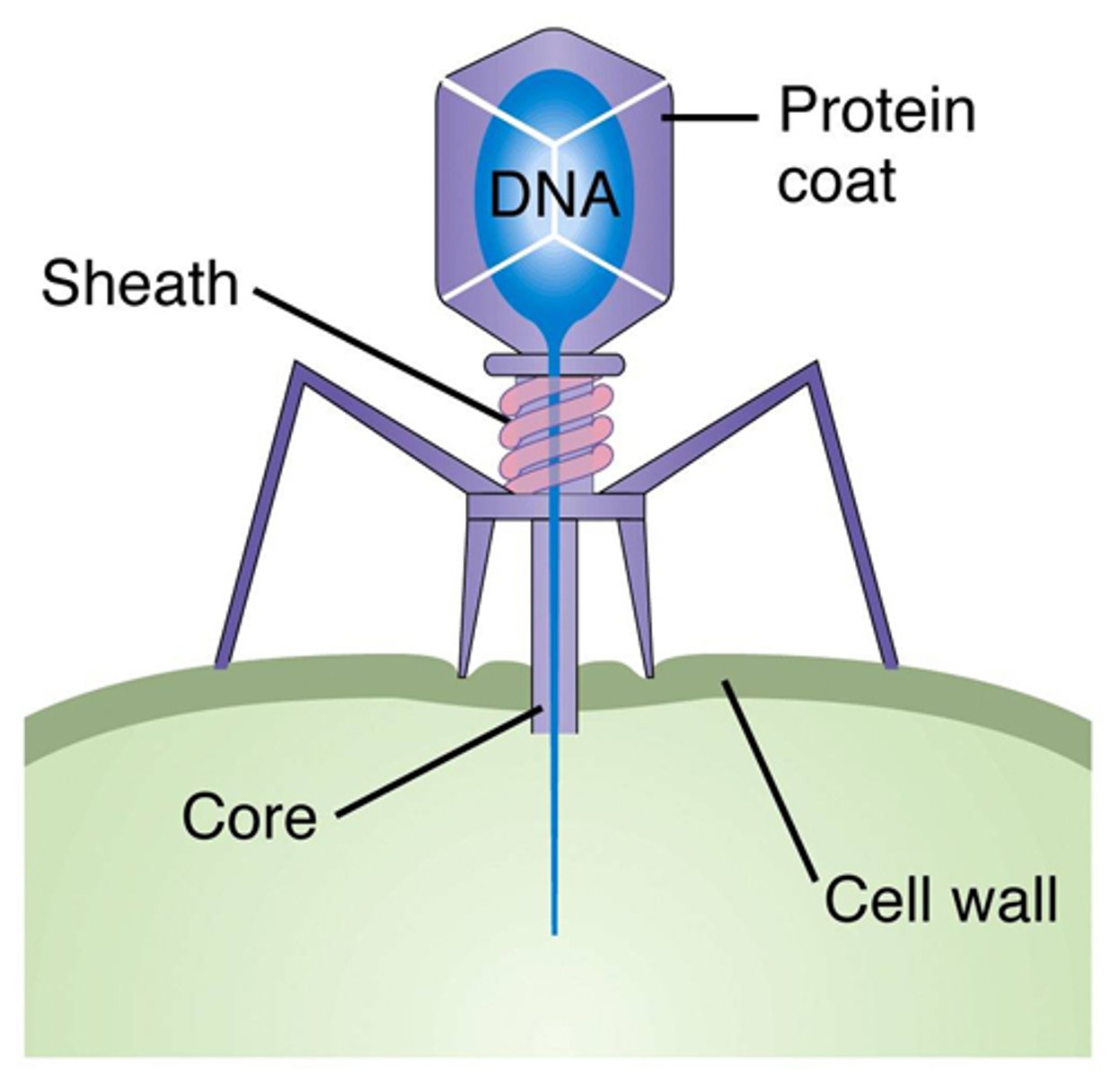 <p>A virus that infects bacteria</p>