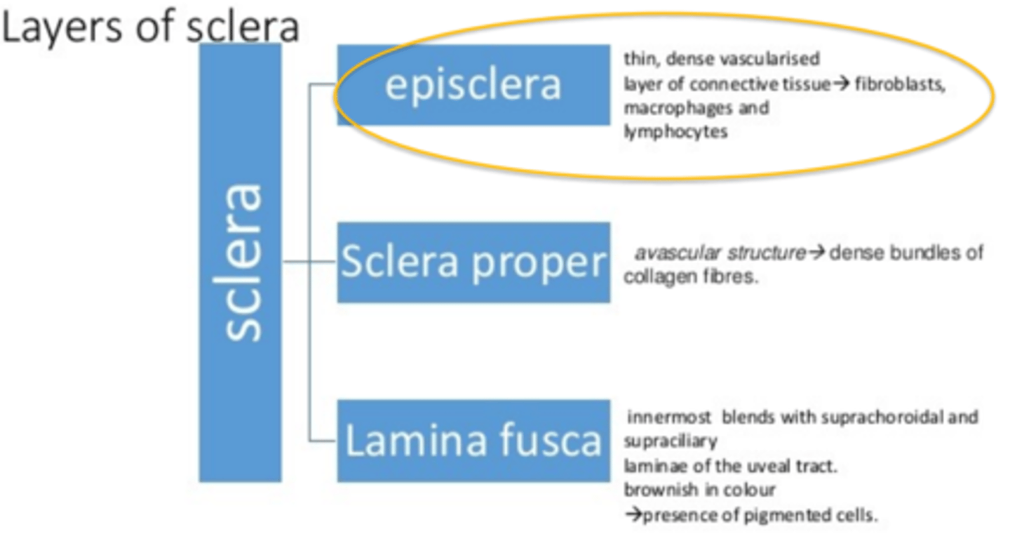 <p>1) Episclera</p><p>Thin, dense vascularized layer of CT → fibroblasts, macrophages, lymphocytes </p><p>2) Sclera proper</p><p>Avascular structure → dense bundles of collagen fibers</p><p>Sclera has very little vasculature b/c inactive metabolically </p><p>3) Lamina fusca</p><p>Innermost blends with suprachoroidal and supraciliary laminae in the uveal tract</p><p>Brownish in color</p><p>Presence of pigmented cells</p>