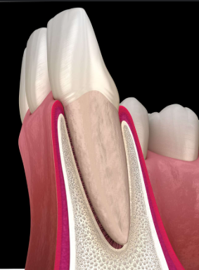 <ul><li><p>Surrounds the tooth socket and supporting bone</p></li></ul><ul><li><p>Support the teeth</p></li><li><p>Provide attachment for PL fibers</p></li></ul><p></p>