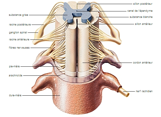 <p>système nerveux périphérique</p><p>composé de nerfs et de ganglions comme ganglions spinaux (sensitifs), ganglions du système végétatif système nerveux</p>