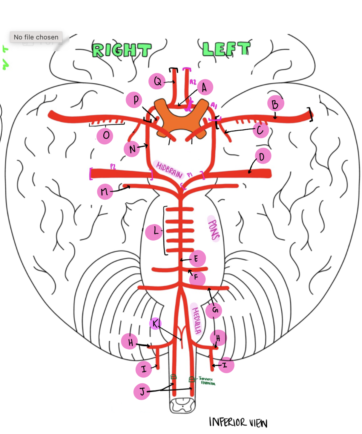 <p>What artery is labeled F?</p>