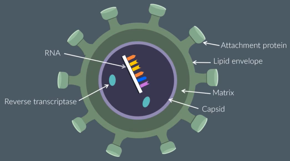 <ul><li><p>Attachment proteins bind to the receptors of host cell</p></li><li><p>Capsid stores the genetic material</p></li><li><p>Protective phospholipid layer, called lipid envelope</p></li><li><p>Lipid envelope and capsid are connected by matrix</p></li><li><p>Contains RNA strands and reverse transcriptase enzyme (important for HIV replication)</p></li></ul><p></p>