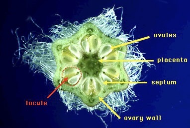 <p>Identify the ovule placentation.</p>