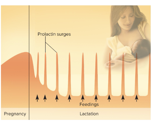 <p>At birth, prolactin secretion drops to nonpregnancy levels</p><ul><li><p>Every time infant nurses, prolactin levels spike</p></li><li><p>This stimulates synthesis of milk for the next feeding</p><ul><li><p><span style="background-color: transparent;"><span>more stimulation, the more spikes in prolactin, up-regulating milk synthesize</span></span></p></li></ul></li><li><p>Without nursing, milk production stops in 1 week</p></li><li><p>Only 5% to 10% women become pregnant while breast-feeding</p><ul><li><p>bc breastfeeding down regulates ovarian cycle and GnRH production</p></li><li><p>makes breast feeding a natural means of spacing births</p></li></ul></li></ul><p></p>