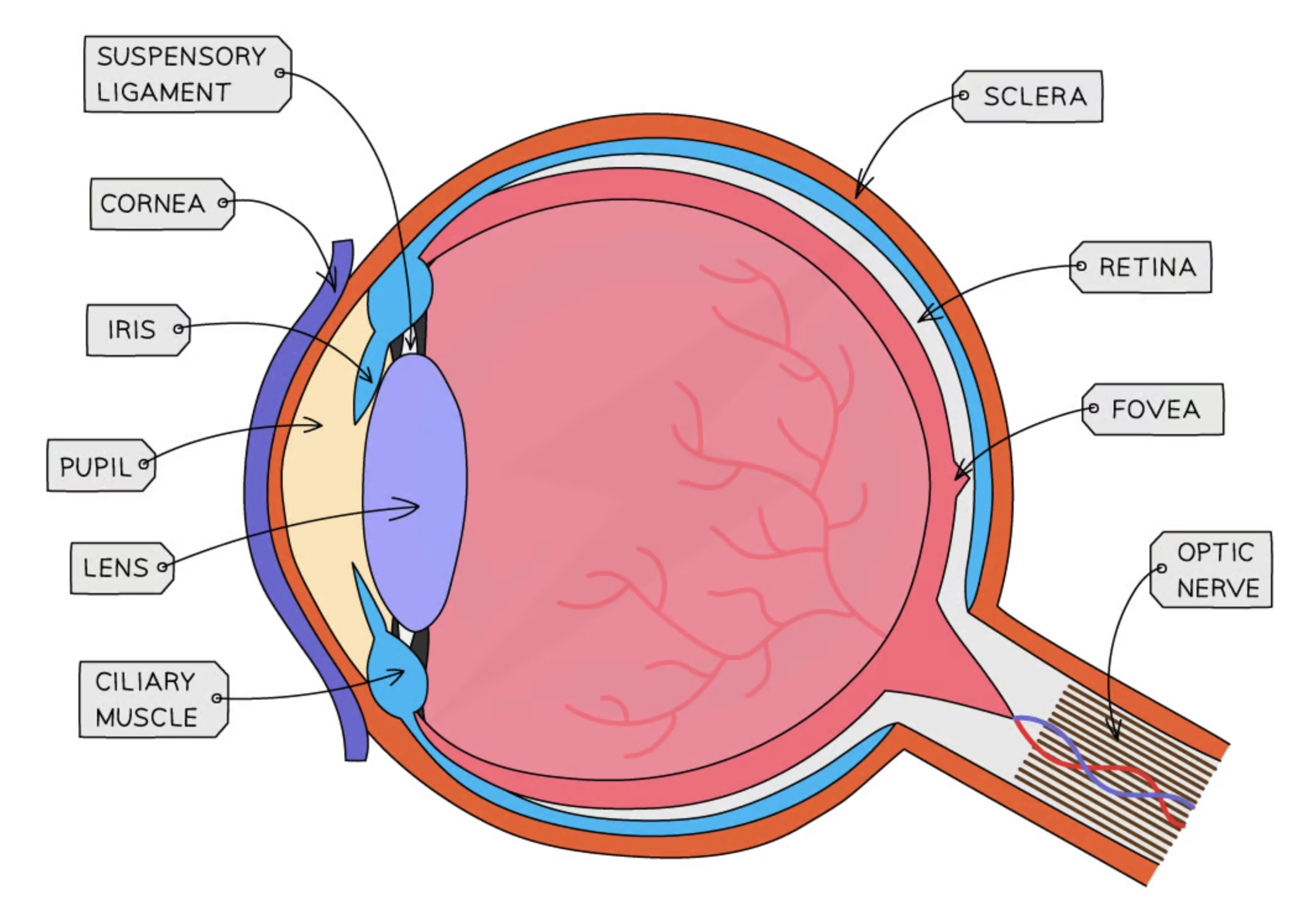 diagram of an eye