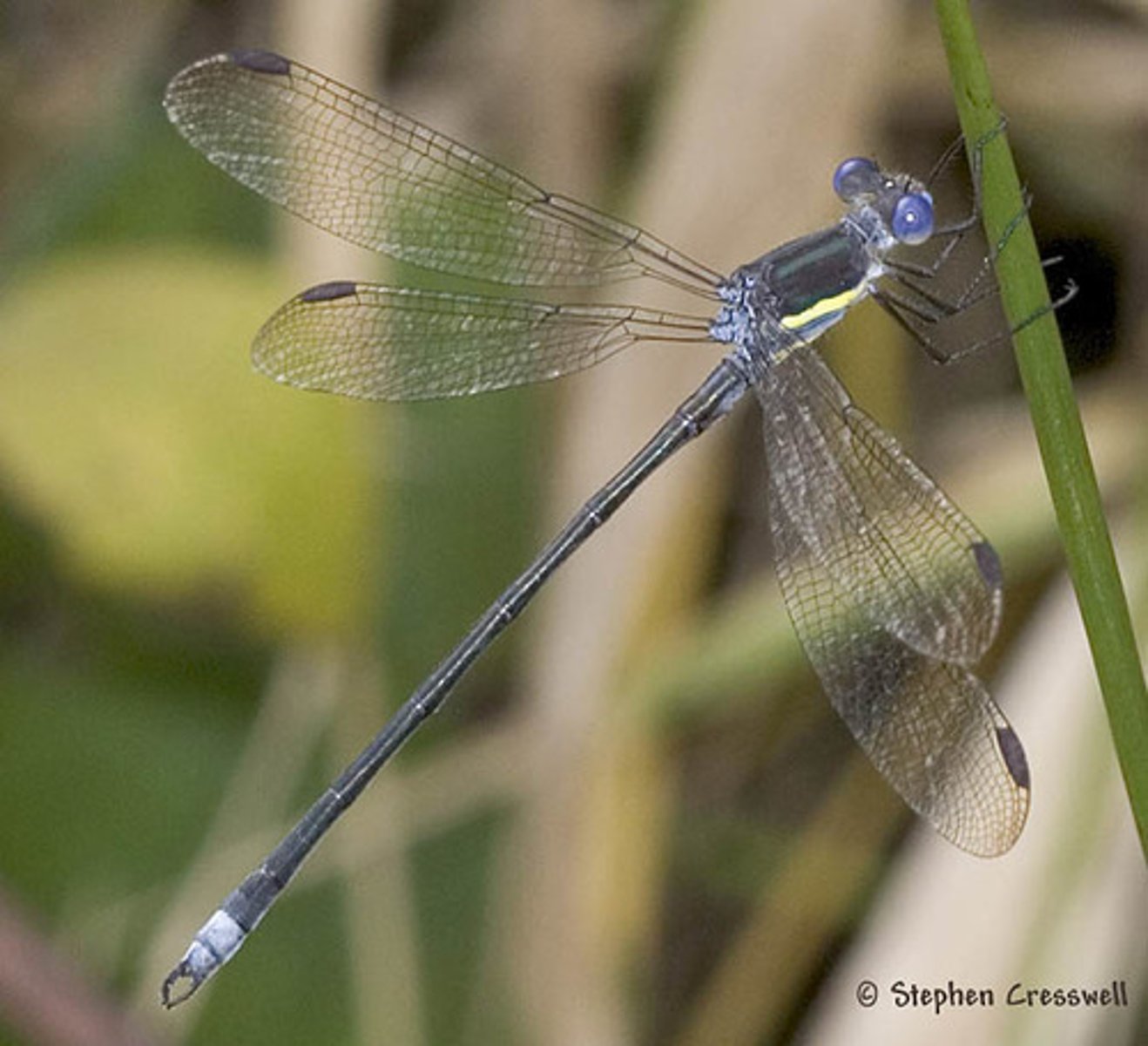 knowt flashcard image