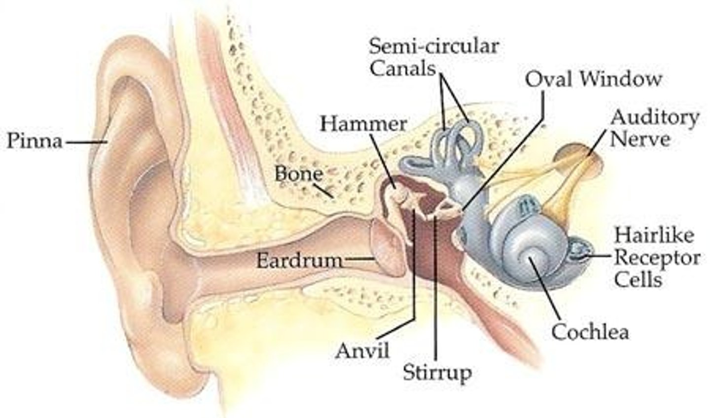 <p>The outer ear that directs sound waves into the auditory canal toward the middle ear.</p>