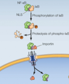 <ul><li><p>Mask NLS by protein binding:</p><ul><li><p>NF-kB transcription factor is bound by a protein (IkB) which masks NLS in the cytoplasm</p></li></ul></li><li><p>Extracellular signals cause IkB phosphorylation recognized by an E3 ligase, causing ubiquitin-mediated proteolysis, allowing NF-kB nuclear import</p></li></ul><p></p>