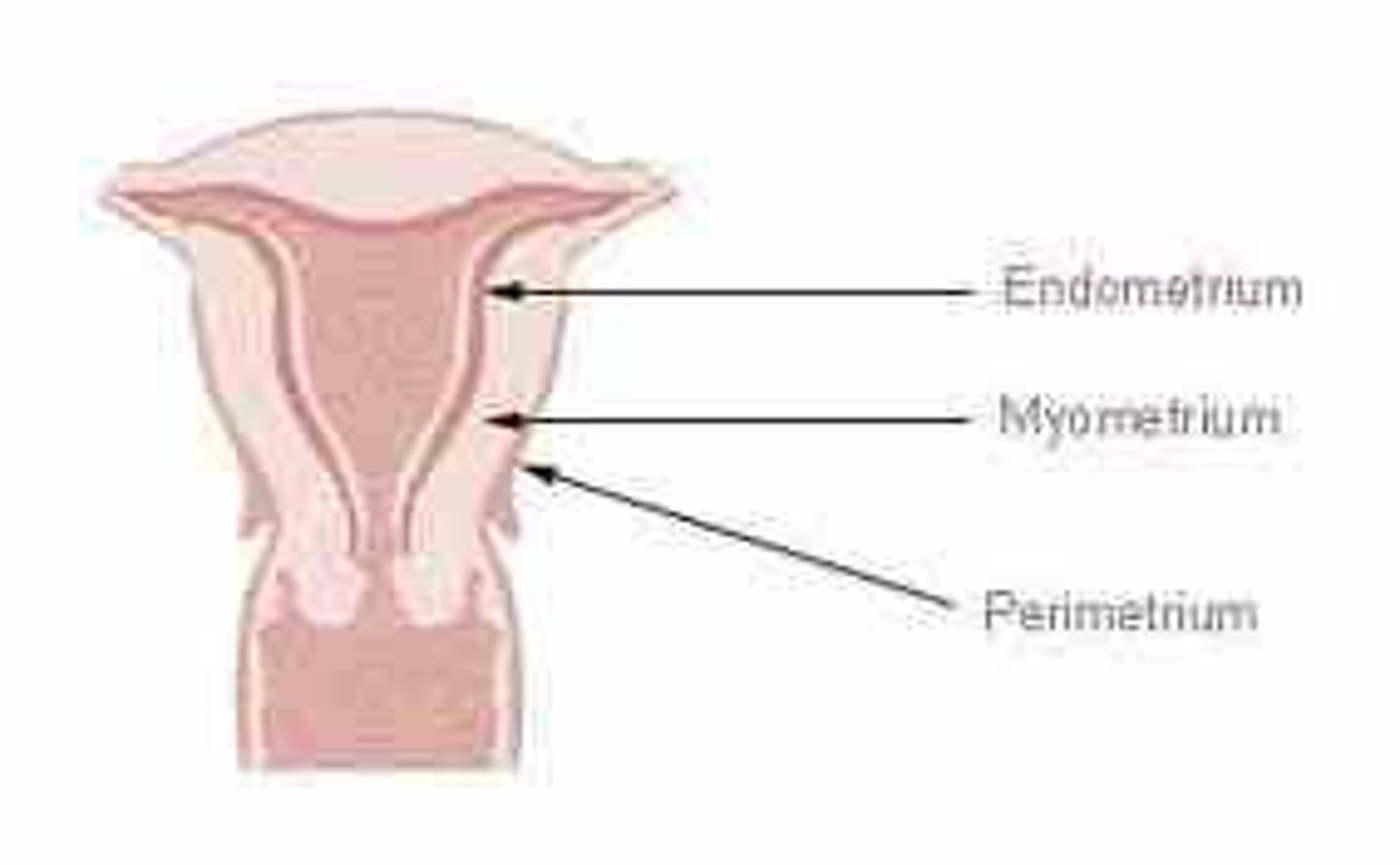 <p>inner lining of the uterus</p>