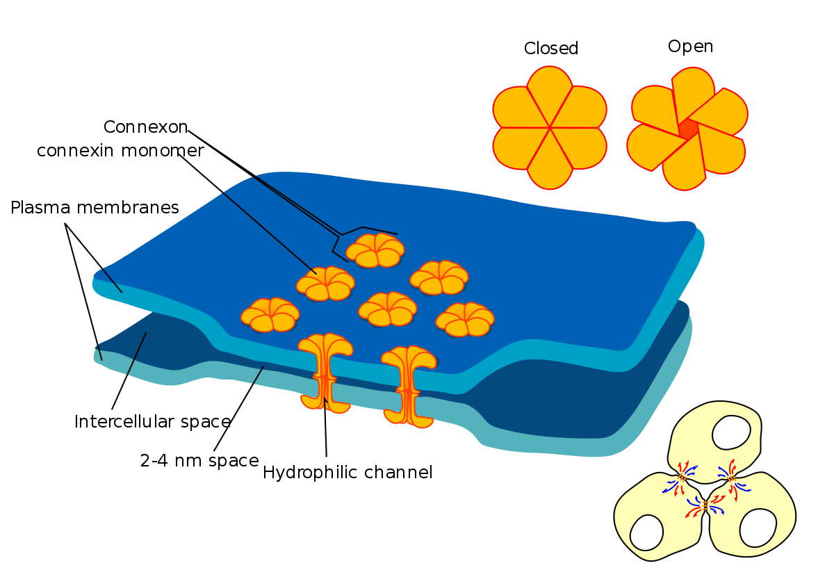 <p>Protiens from the membranes extend to create tunnels, occurs with animal cells</p>