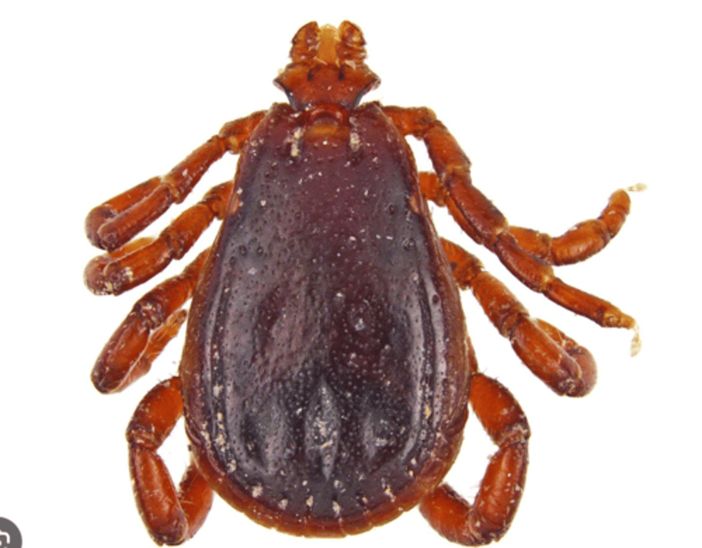 <p>what ectoparasite is seen in this image?</p>