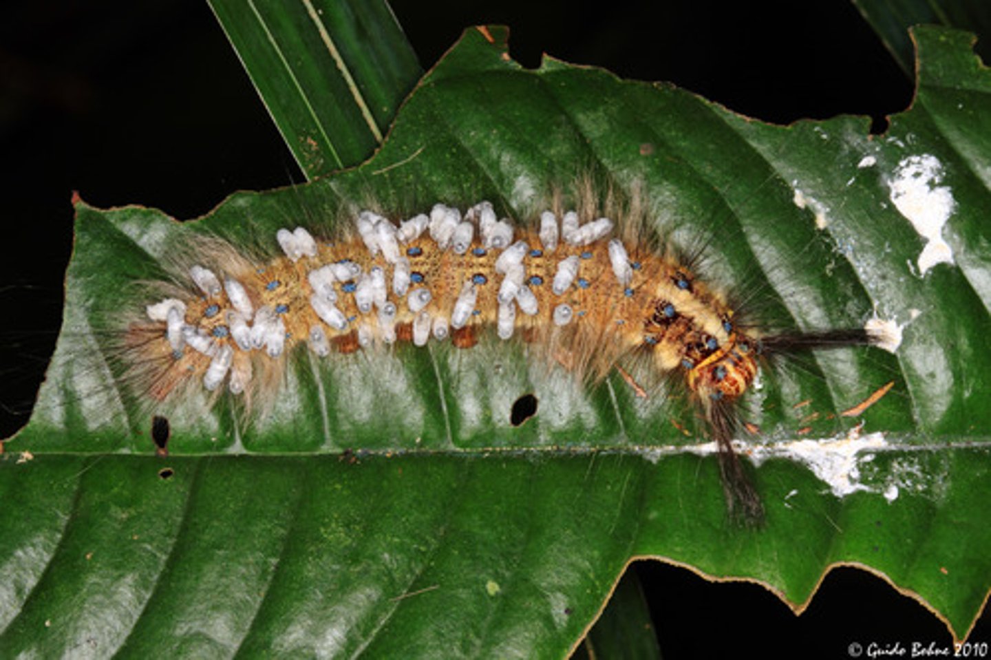 <p>an organism that lives in or on another organism and harms it</p>
