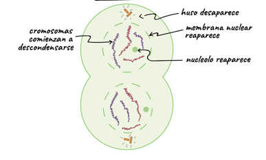 <p>¿Pertenece a mitosis o interfase? ¿Cual es su nombre?</p>