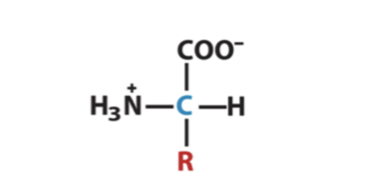 <p>The pH at which the amino acid has no net overall charge: zwitterionic. Amino acids are least soluble at the pH that is the pI</p>