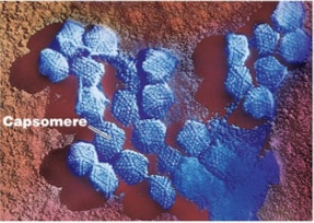 <p>Genus-Adenovirus and mastadenovirus</p>