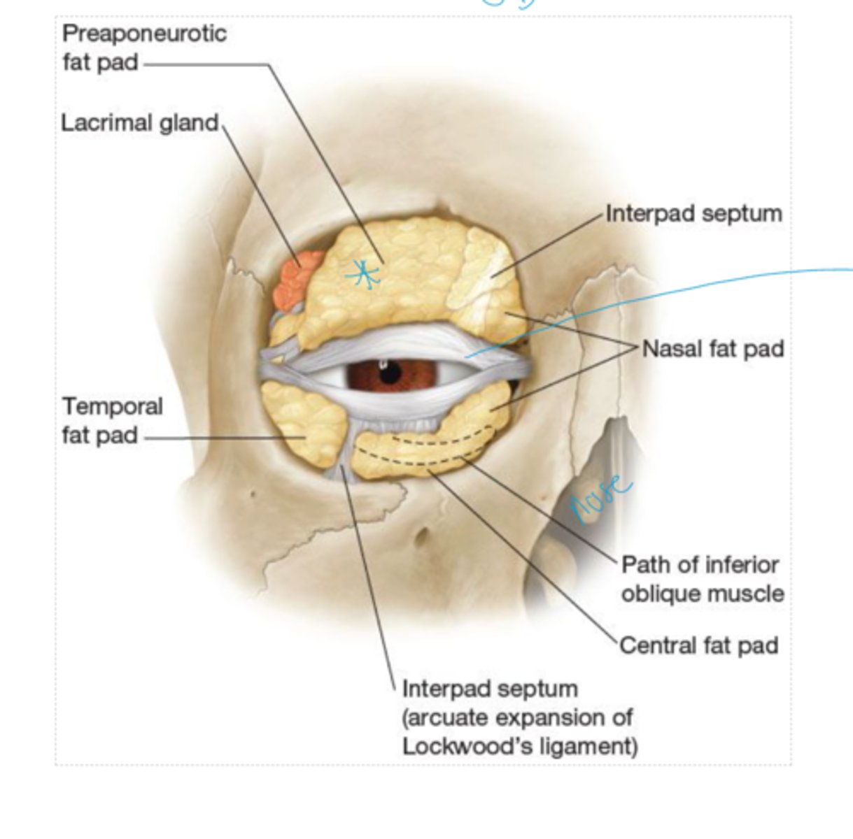 <p>held in place by orbital septum</p>