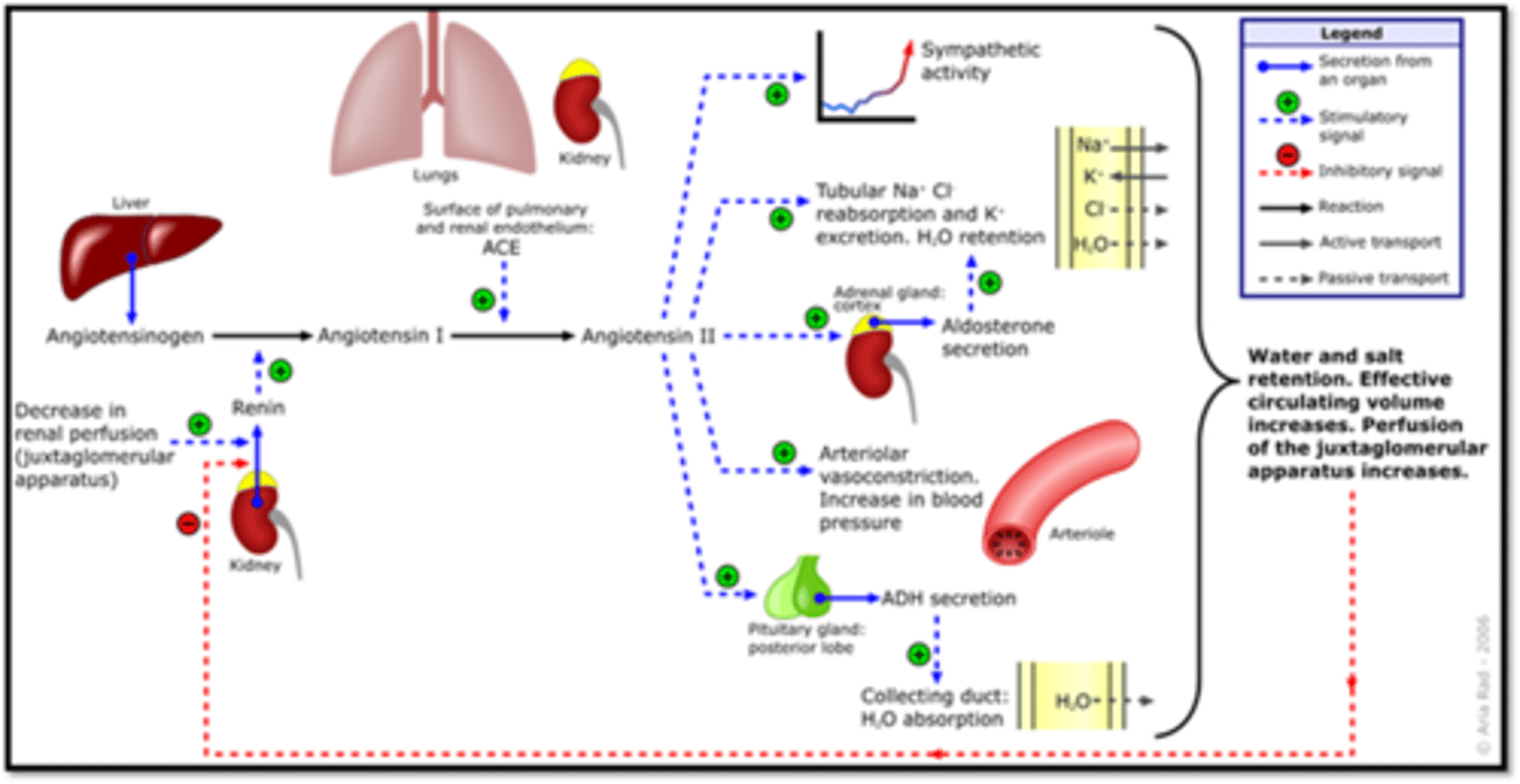 <p>Renin-Angiotensin-Aldosterone System</p><p>Angiotensin II has multiple effects</p><p>-Obesity increases renin production</p><p>-Renin can also be stimulated through sympathetic activation (noradrenaline from adrenal glands)</p><p>-Hyper aldosteronism also increases renin production</p>