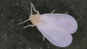 <p>What is this pest?</p>