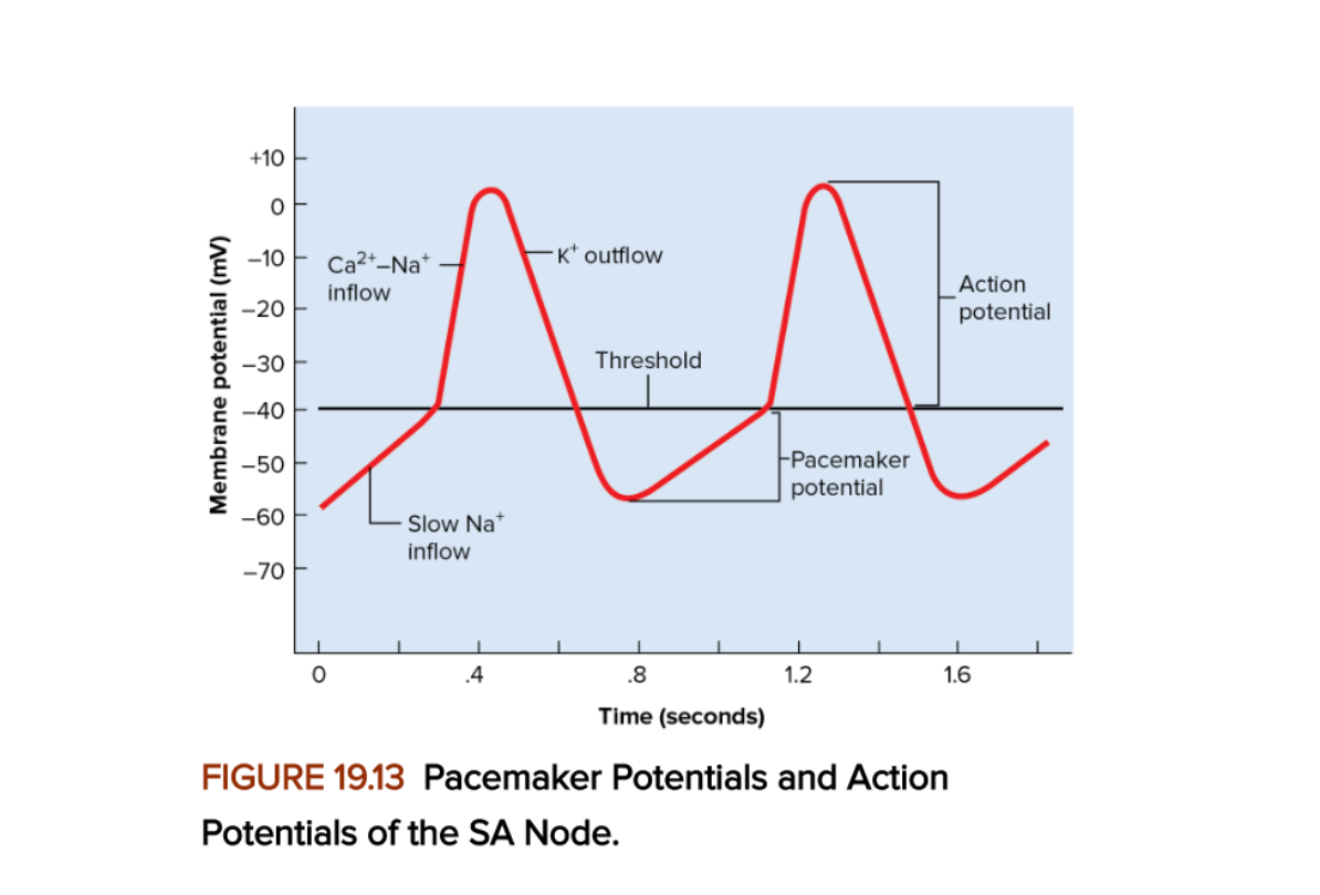 Pacemaker potential: due to Na+ channels opening and K+ channels closing
Depolarization: due to Ca2+ influx
Repolarization: Ca2+ channels inactivate, K+ channels open, K+ rushes out
