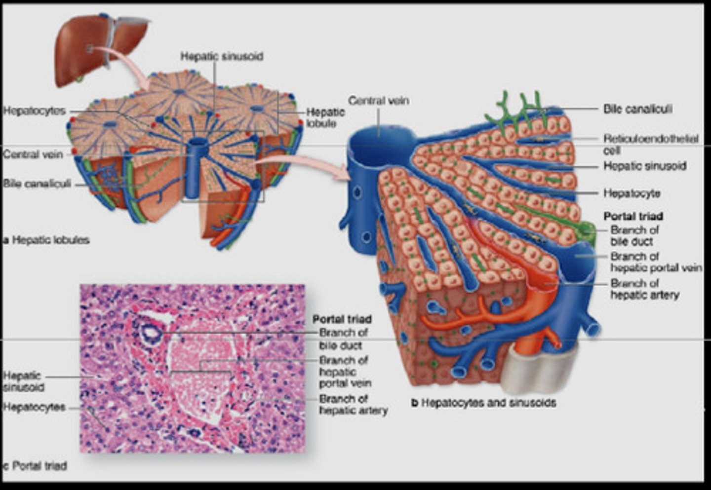 <p>arteriole - a branch of the hepatic artery entering the liver<br>venule - a branch of the hepatic portal vein entering the liver<br>bile duct - branch of the bile duct leaving the liver<br>- also contains lymphatic vessels and vagus nerve fibres</p>