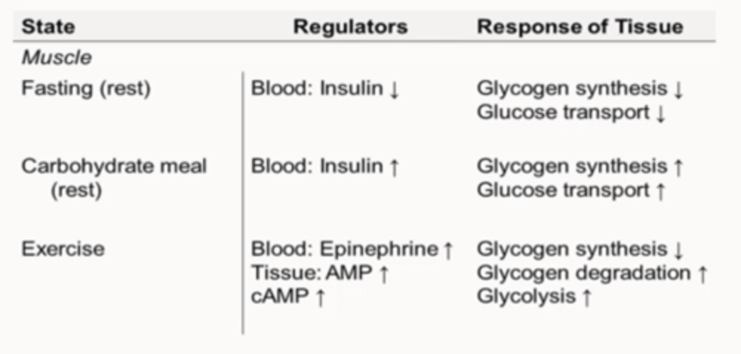 <p>-Glucose to ATP</p><p>-Insulin</p><p>-Epinephrine (cAMP)</p><p>-AMP</p>