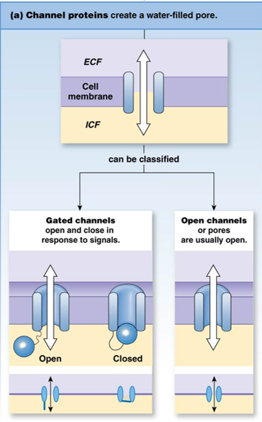 * water channel (aquaporins)
* open channel
* gated channel
  * **mechanical**: responds to pressure changes (blood pressure)
  * **voltage**: responds to electrical state (nerve/muscle contraction)
  * **chemical**: responds to molecules that bind to channel protein