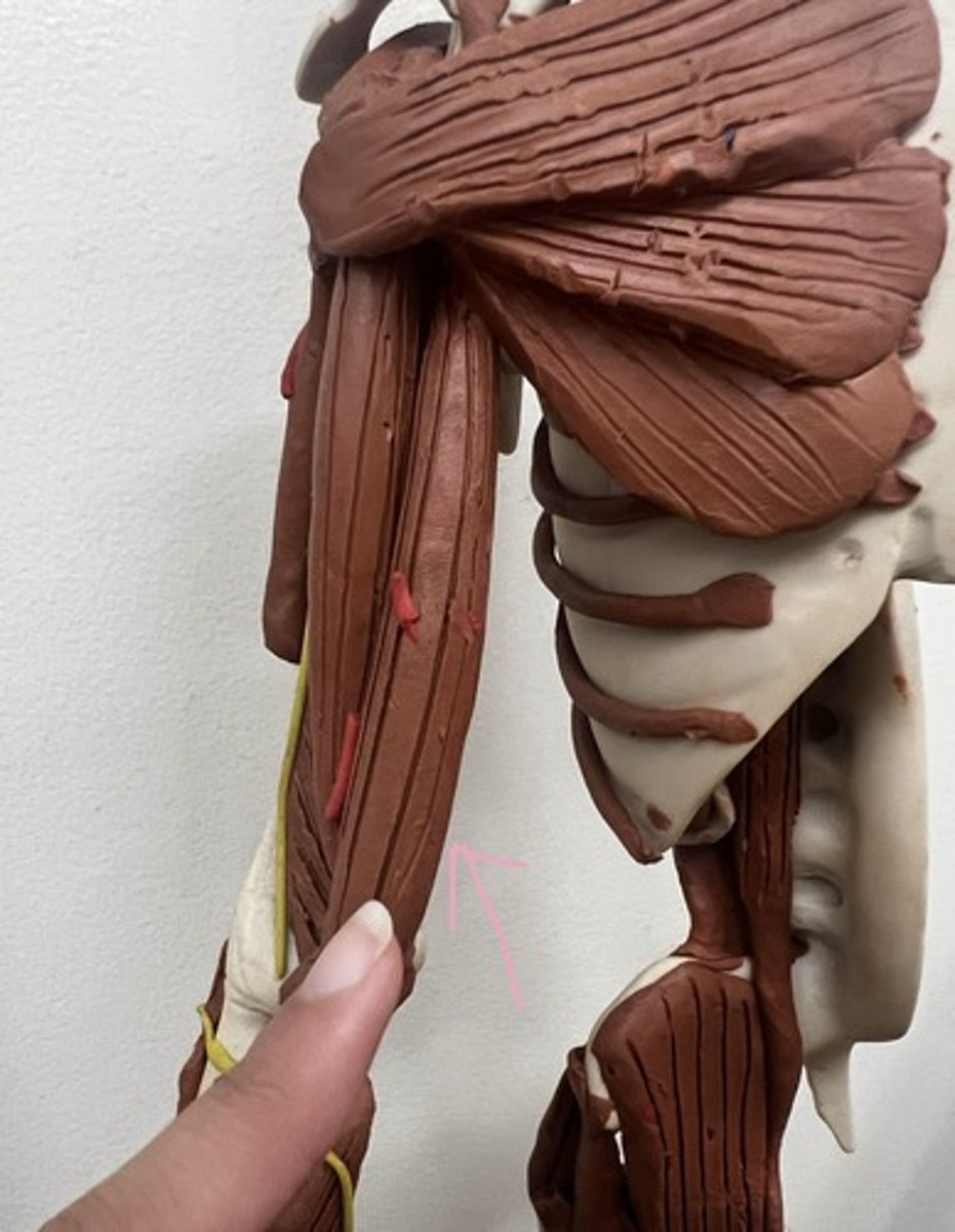 <p>attaches to collarbone</p>