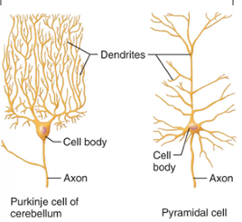 <p>Most abundant in the body. Major neuron type in the CNS. CNS —> target area</p>