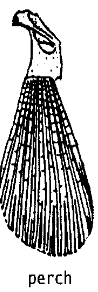 <ul><li><p>a type of paired fin found in actinopterygians (bony fish)</p></li><li><p>in some teleosts the ray fins have lost skeletal elements to give more mobility. </p><ul><li><p>lost components of basal skeleton and show great flexibility</p></li></ul></li></ul><p></p>