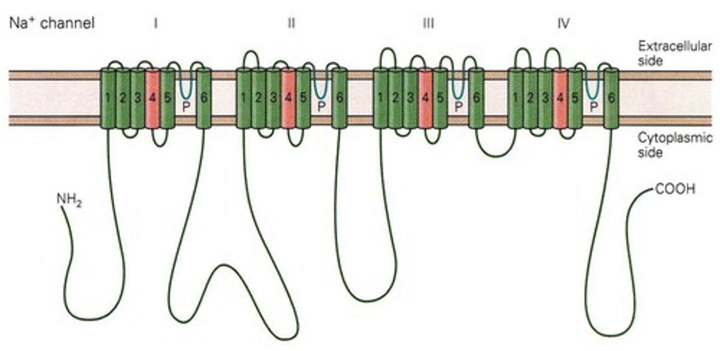 <p>The α subunit, which forms the ion conducting pore.</p>