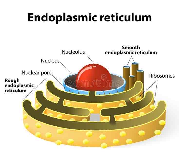 <p>a network of membrane-covered channels that transport materials made in the cell; is connected to the nucleus, three-dimensional network of branching tubes and pockets, extends throughout cytoplasm from the nuclear membrane, fluid-filled tubes transport materials i.e proteins, thru cell</p>