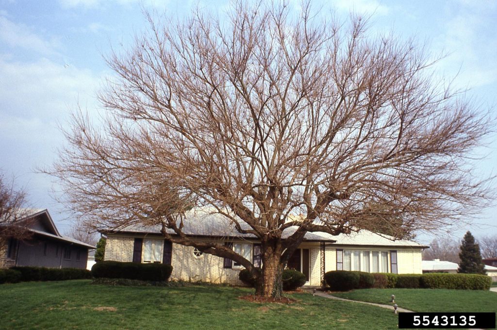 <p><span style="background-color: transparent;"><strong>Morus alba — White mulberry</strong></span></p>