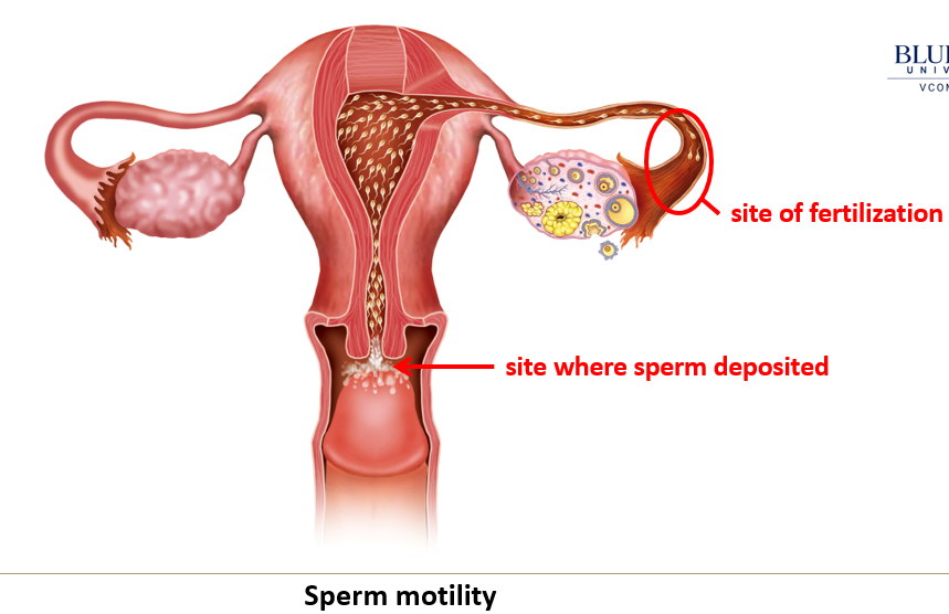 <p>Sperm must migrate through the <strong>uterus</strong> to the <strong>ampulla</strong> of the <strong>oviduct</strong>, where <strong>fertilization</strong> typically occurs.</p>