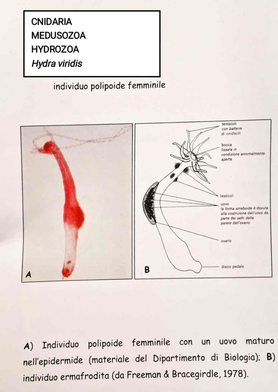<p>Medusozoa</p><p>Hydrozoa </p><p><em>Hydra viridis polipoide femminile</em></p>