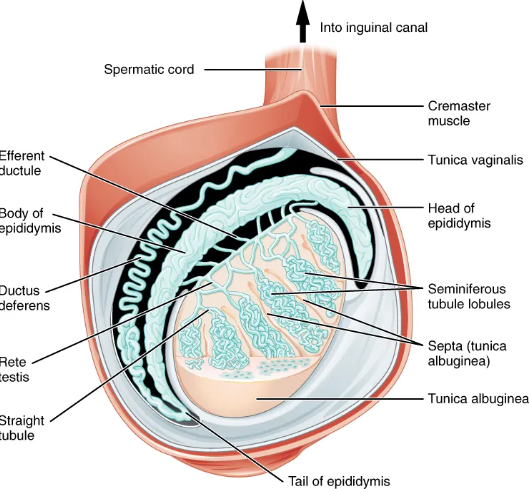 <p>Testes are housed within the scrotum. Surrounded by two layers of connective tissue. The outer tunica vaginalis is a serous membrane that has a parietal and a thin visceral layer.</p><p>Beneath the tunica vaginalis is the tunica albuginea, a tough, white, dense connective tissue covering the testis itself. It invaginates to form septa that divide the testis into 300-400 lobules.<br>Within lobules, sperm develop in seminiferous tubules.</p>