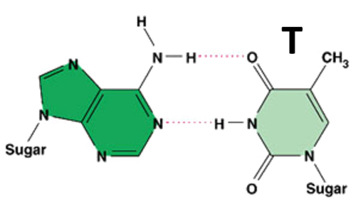 A single-ring nitrogenous base found only in DNA. Pairs with Adenine.