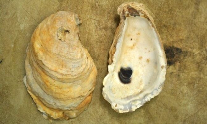 <p>phylum mollusca</p>