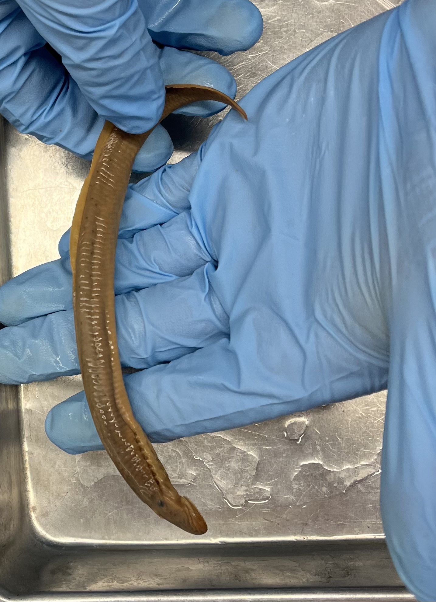 <p>1 dorsal fin (sometimes with a bump)</p><p>Short anal fin</p><p>Speckles on back</p><p>Many small teeth</p>