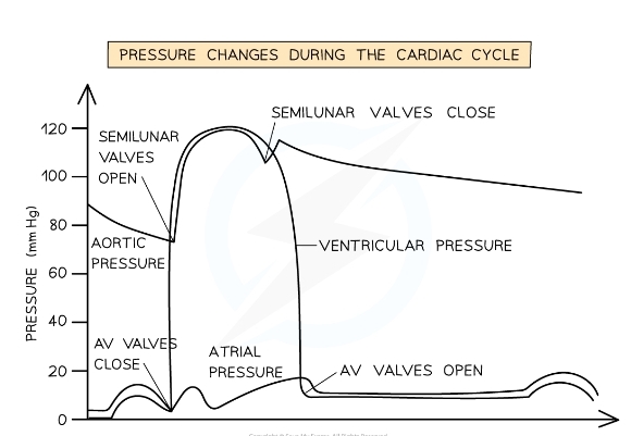 * The lines of the graph = pressure of left ventricle atrium and aorta