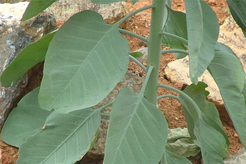 <p>Tree Tobacco</p>