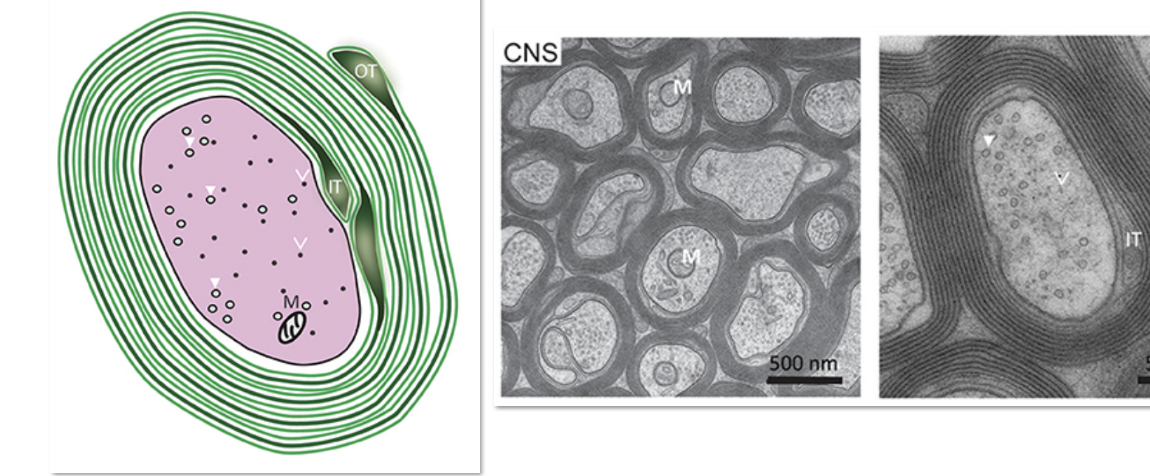 <p>multiple oligodendrocytes along its length </p>